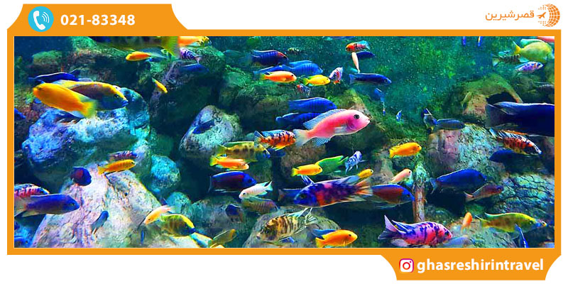 آکواریوم کیش