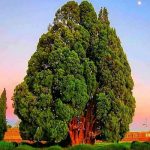 سرو 4500 ساله ابرکوه، کهنسال ترین درخت ایران