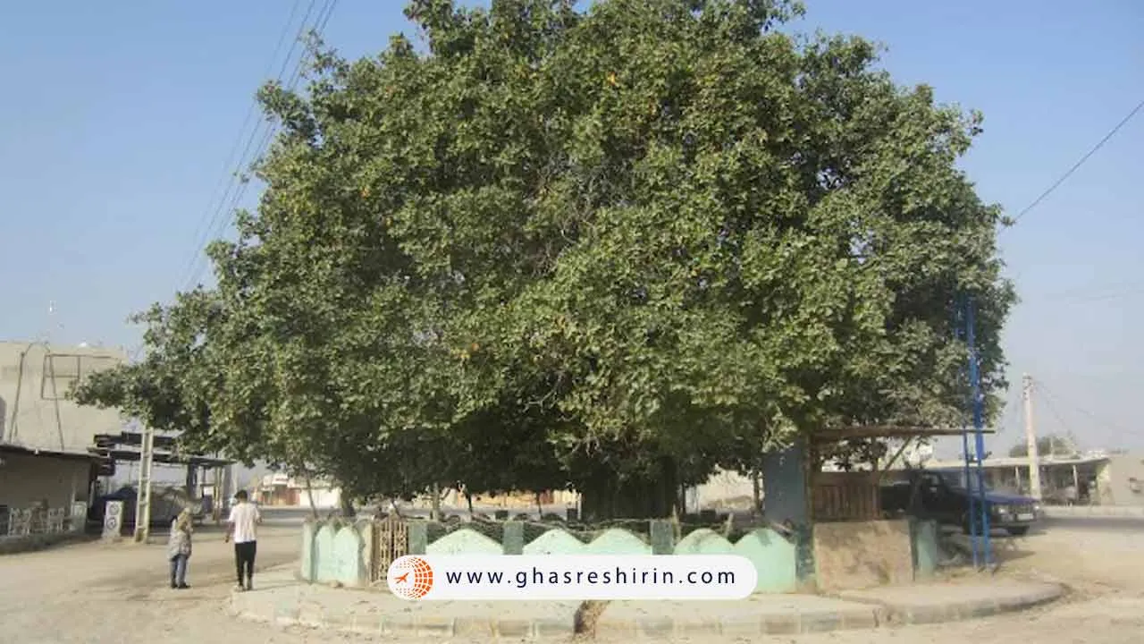 درختی کهن و مقدس در فرهنگ بومیان قشم