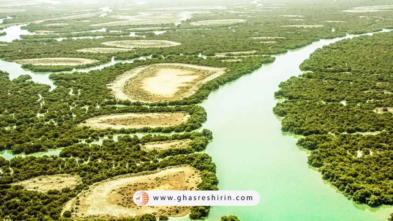 یستگاهی جادویی از درختان مانگرو