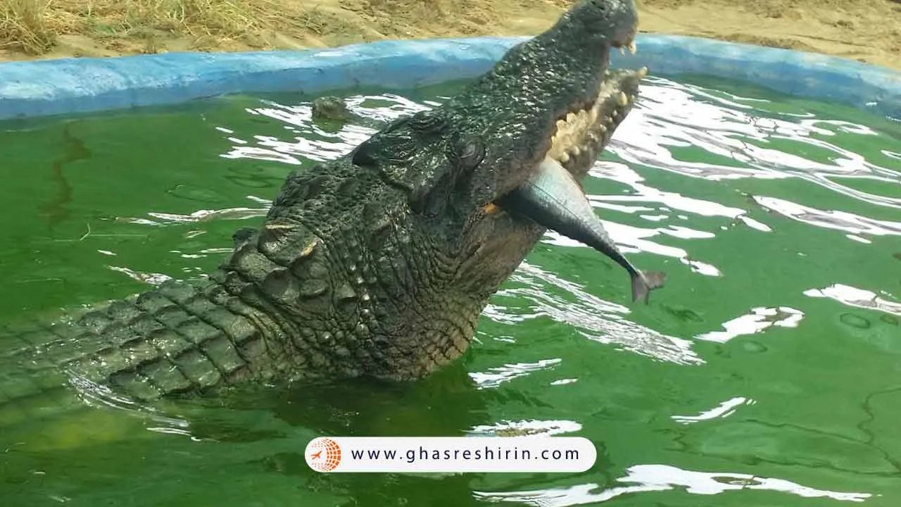 یکی از جاذبه های هیجان انگیز جزیره قشم