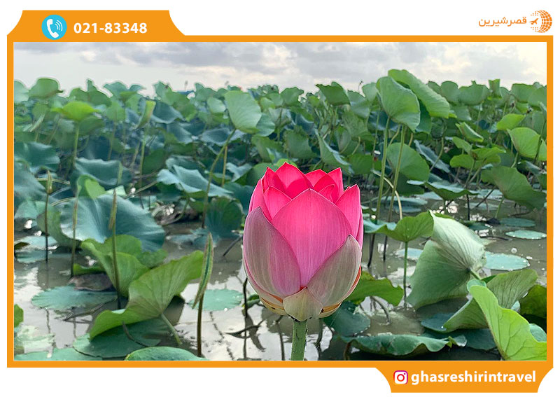 لاله مردابی