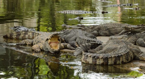 مزرعه کروکودیل کونا