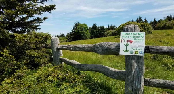 مزرعه لیلیزلیف