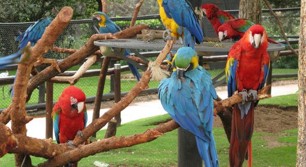 باغ پرندگان مونته کازینو