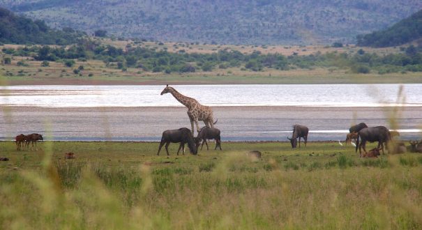 پارک ملی پیلانسبرگ