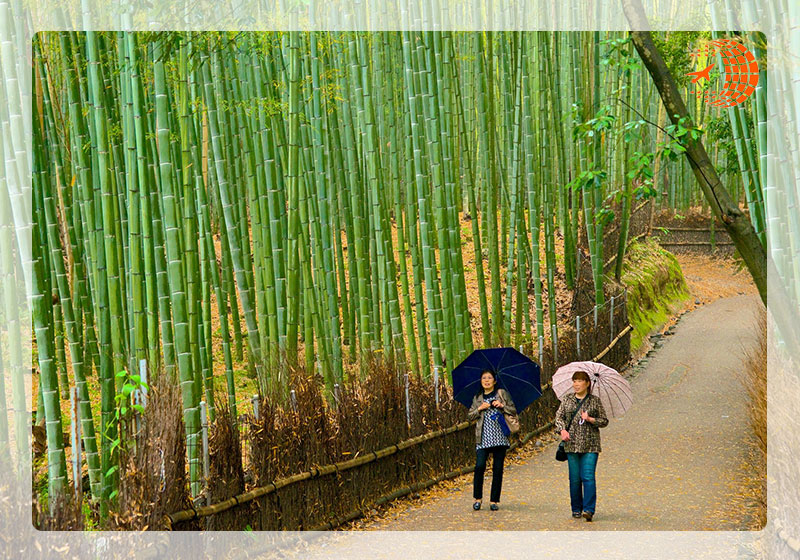 جنگل بامبو آراشیاما