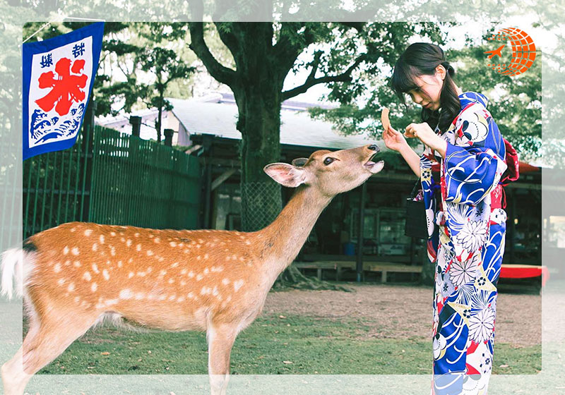 راهنمای ملاقات با آهوان در پارک نارا