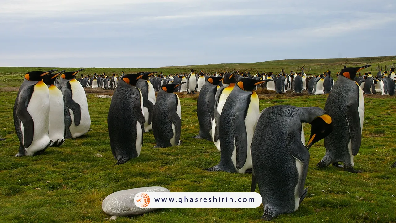 جزایر فالکلند | Falkland Islands