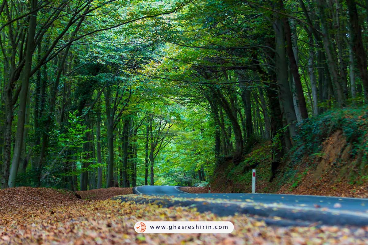 جنگل بلگراد استانبول