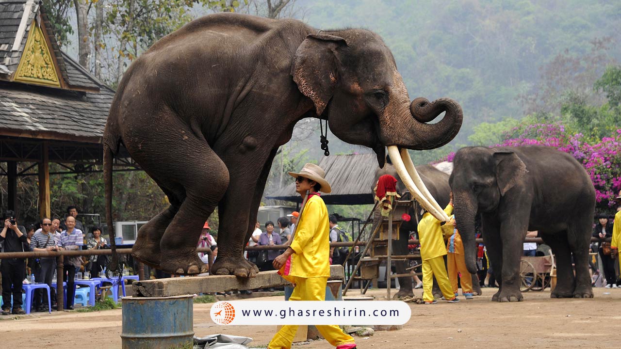 فستیوال سورین الفنت شو، (Surin Elephant Show) فستیوال فیل های تایلند