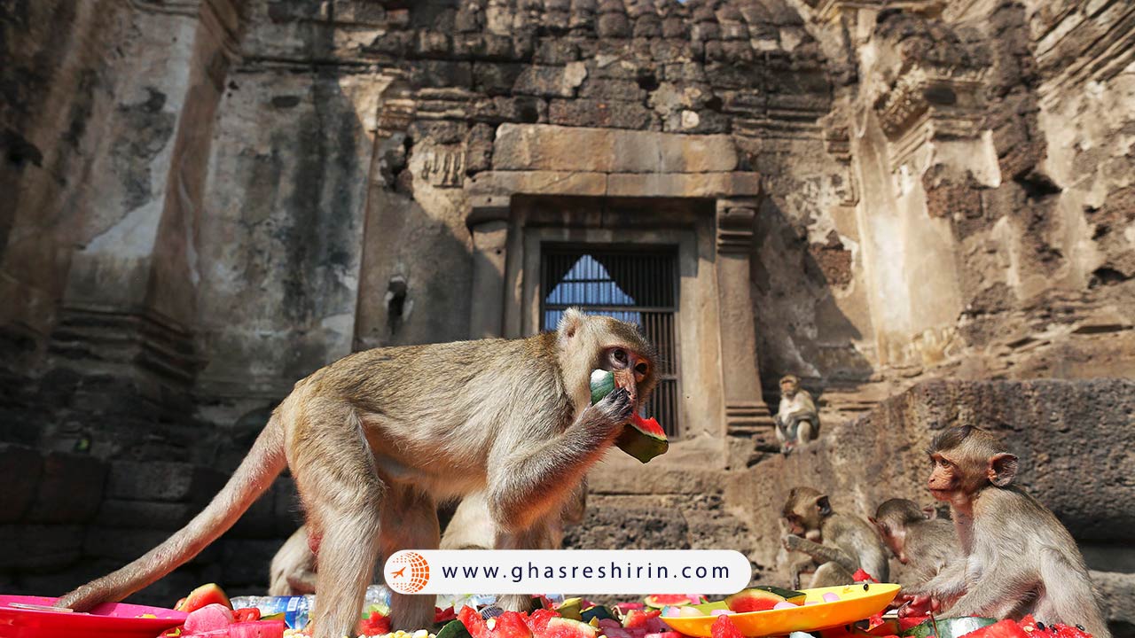 فستیوال میمون ها (Lopburi)، فستیوال میمون های بامزه