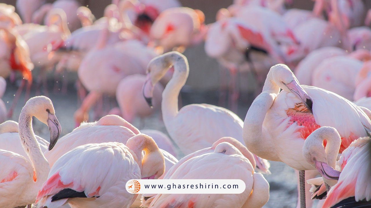 پناهگاه حیات وحش راس الخور