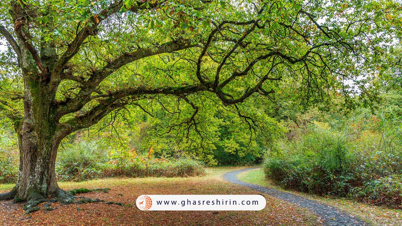 اهمیت درختان و روز درختکاری