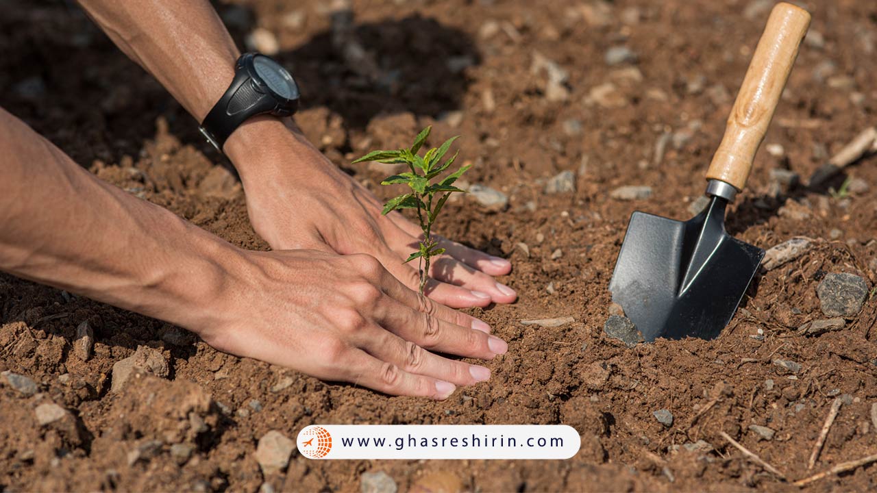 روز درختکاری و نقش آن در ارتقای آگاهی