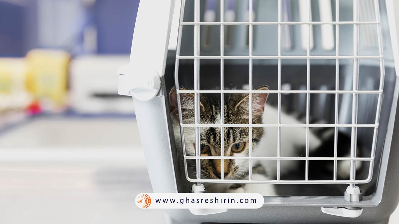 حمل گربه با هواپیمایی ماهان