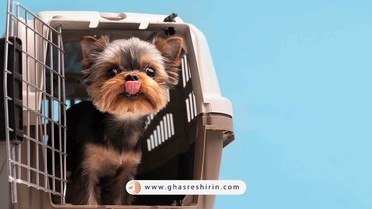 مدارک لازم برای حمل سگ با هواپیمایی ماهان