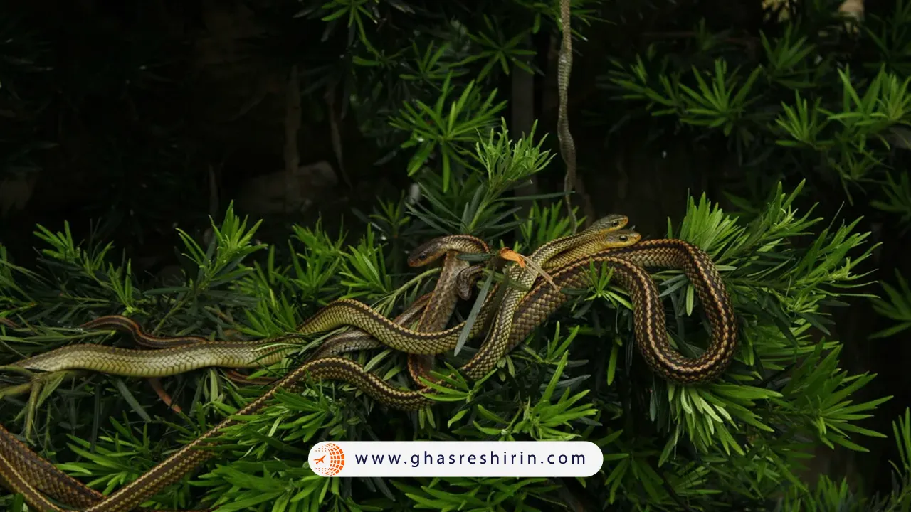 جزیره-مارها-برزیل