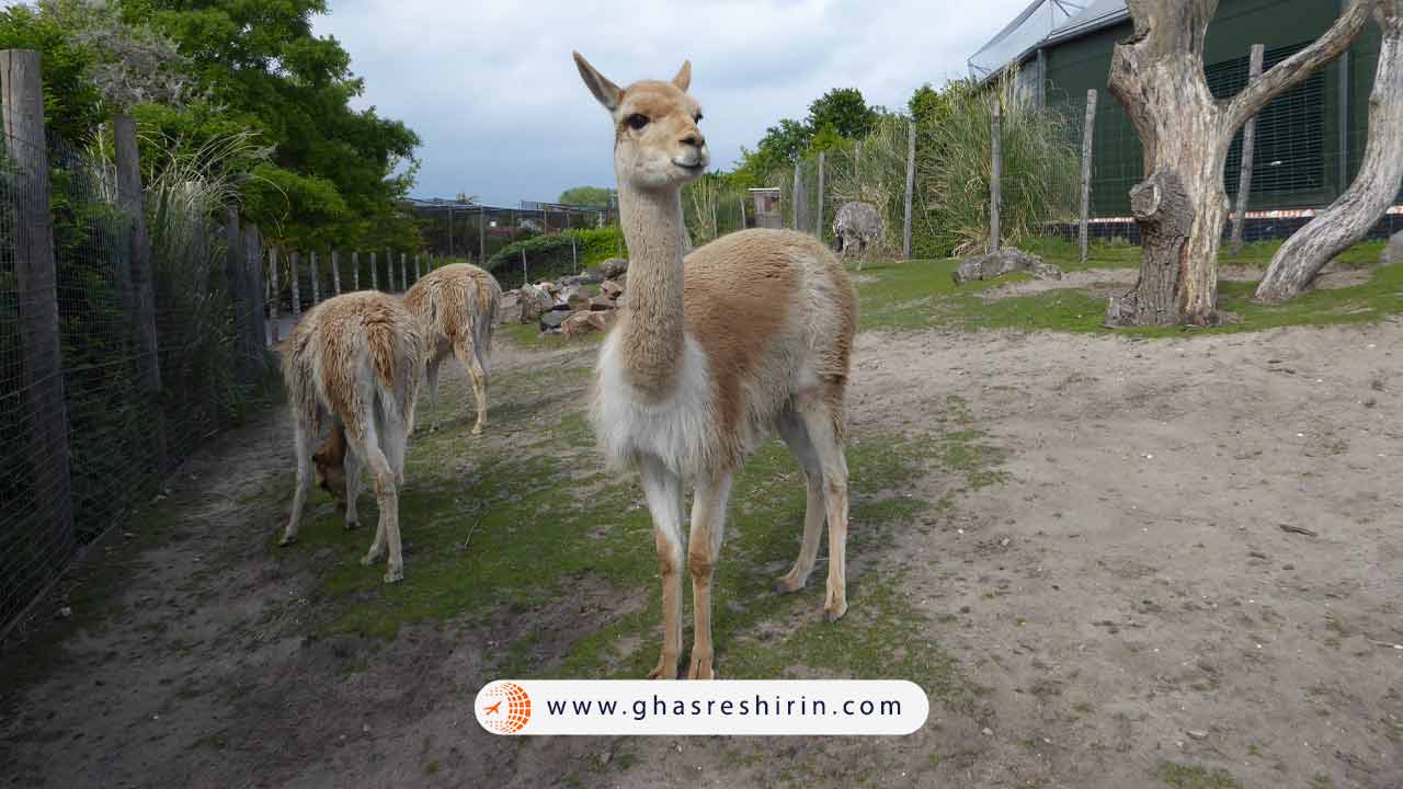 باغ وحش Blijdorp: یکی از زیباترین باغ وحش های اروپا