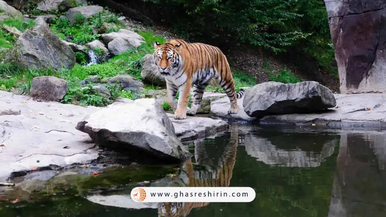 راهنمای باغ وحش زوریخ