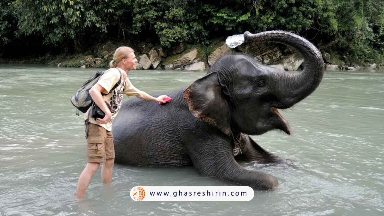 حمام-کردن-با-فیلها