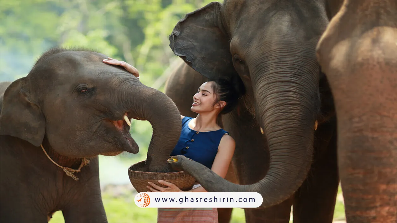 رفتن-به-کمپ-فیل-ها