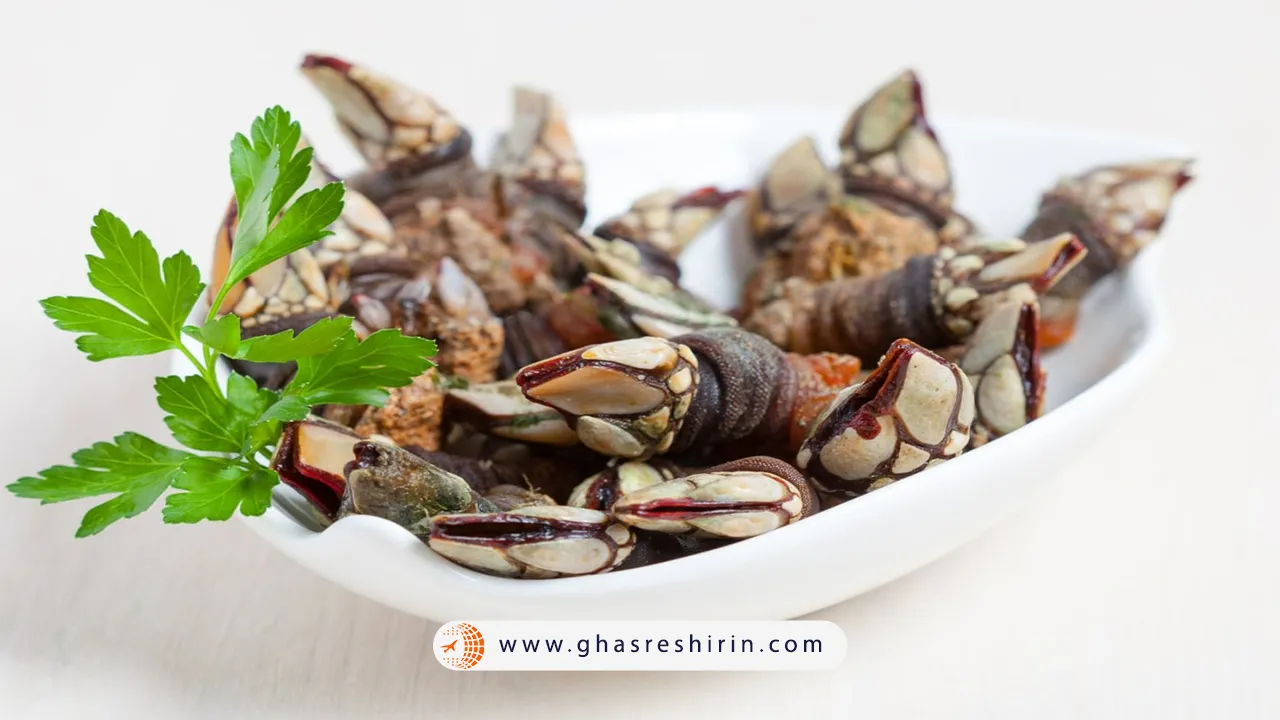 صدفهای-گردن-غازی