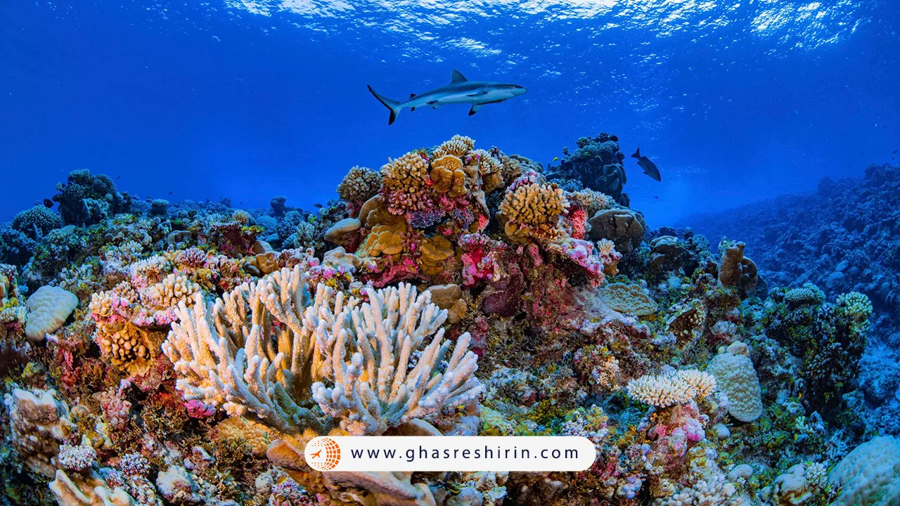 موجودات-دریایی