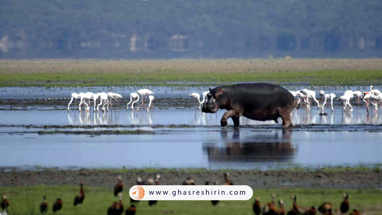 پارک-تالاب-سیمانگالیسو