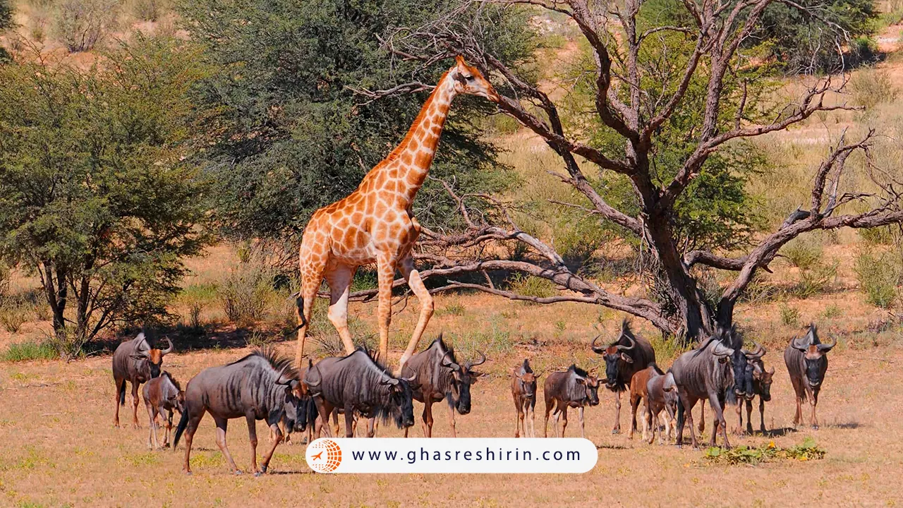 پارک-فراملی-کالاهاری