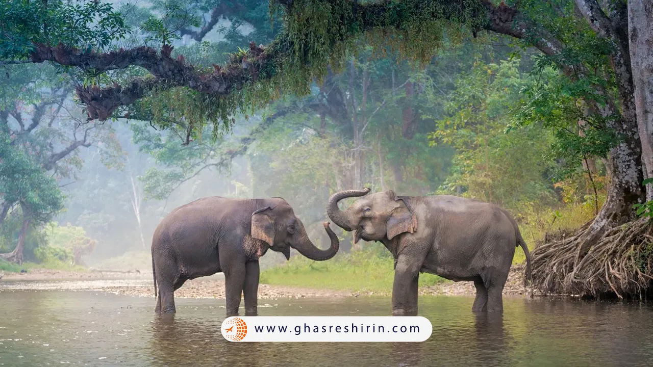 کمپ-فیل-مایسا-کجاست