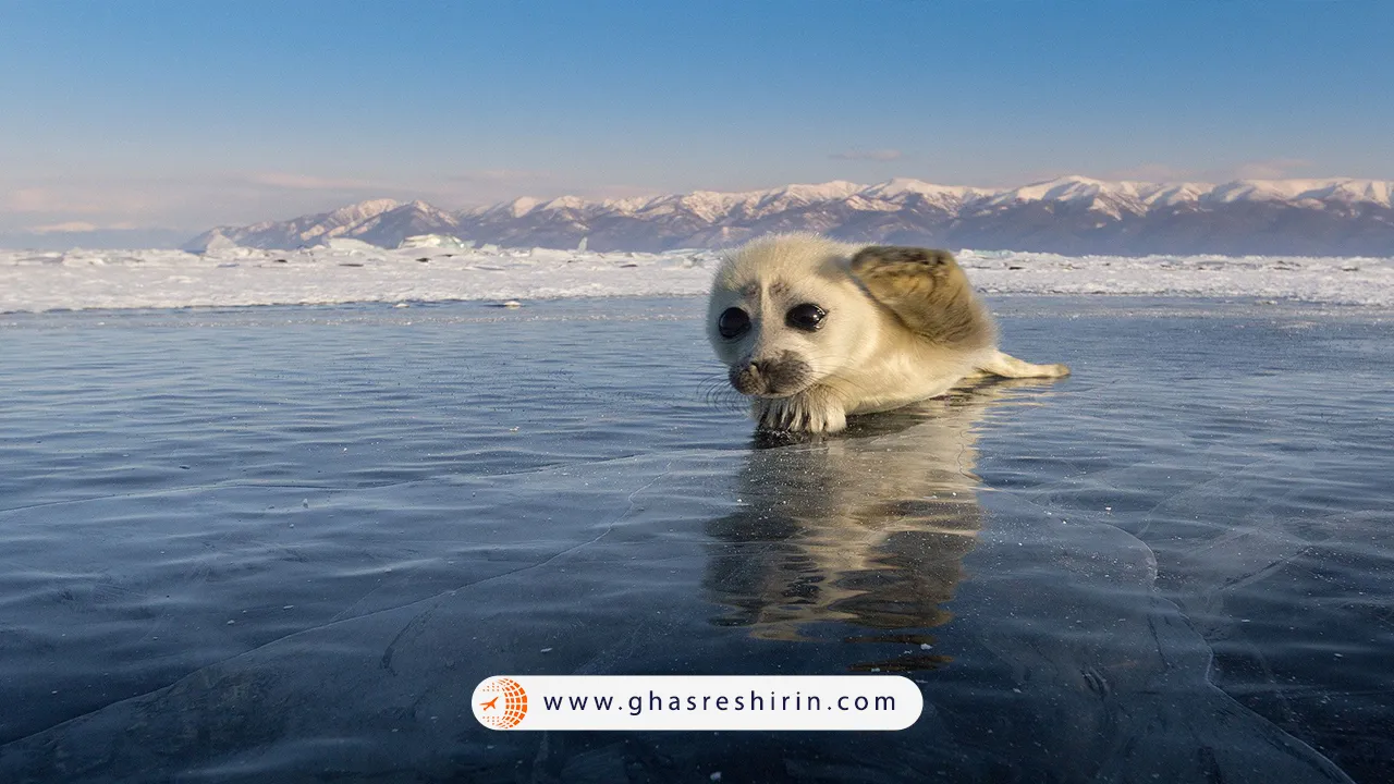 حیوانات-دریاچه-بایکال